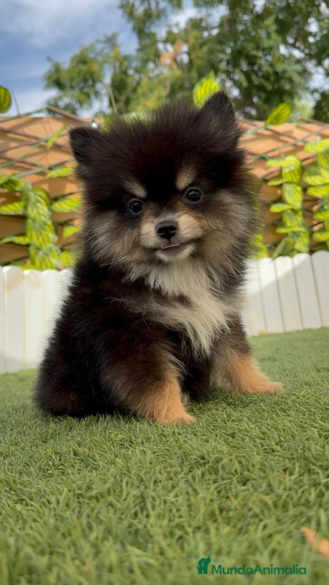 Pomerania perros en venta: POMERANIA HEMBRA - Imagen 1