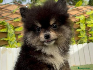 Pomerania perros - Anuncio 5