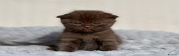 Scottish Fold gatos en venta: ESPECTACULAR SCOTTISH FOLD CHOCOLATE CINNAMON - Anuncio 3