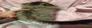 Scottish Fold 2