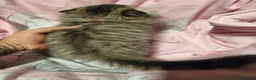 Scottish Fold gatos en venta: Scottish fold en Valencia - Anuncio 7