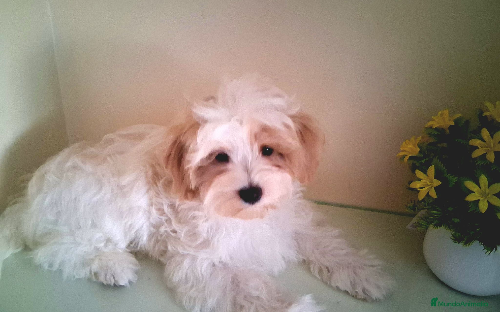 Maltipoo perros Matipoo Macho - Anuncio 1