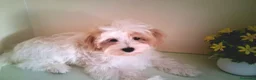 Maltipoo perros en venta: Matipoo Macho - Anuncio 1