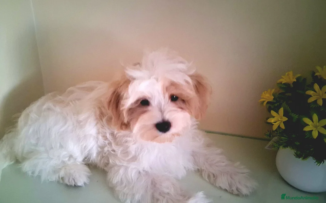 Maltipoo perros en venta: Matipoo Macho - Anuncio 1
