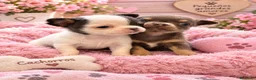 Chihuahua perros en venta: Chihuahuas toy - Anuncio 1