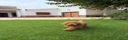 Caniche Enano perros en venta: Caniche Enano macho - Anuncio 2