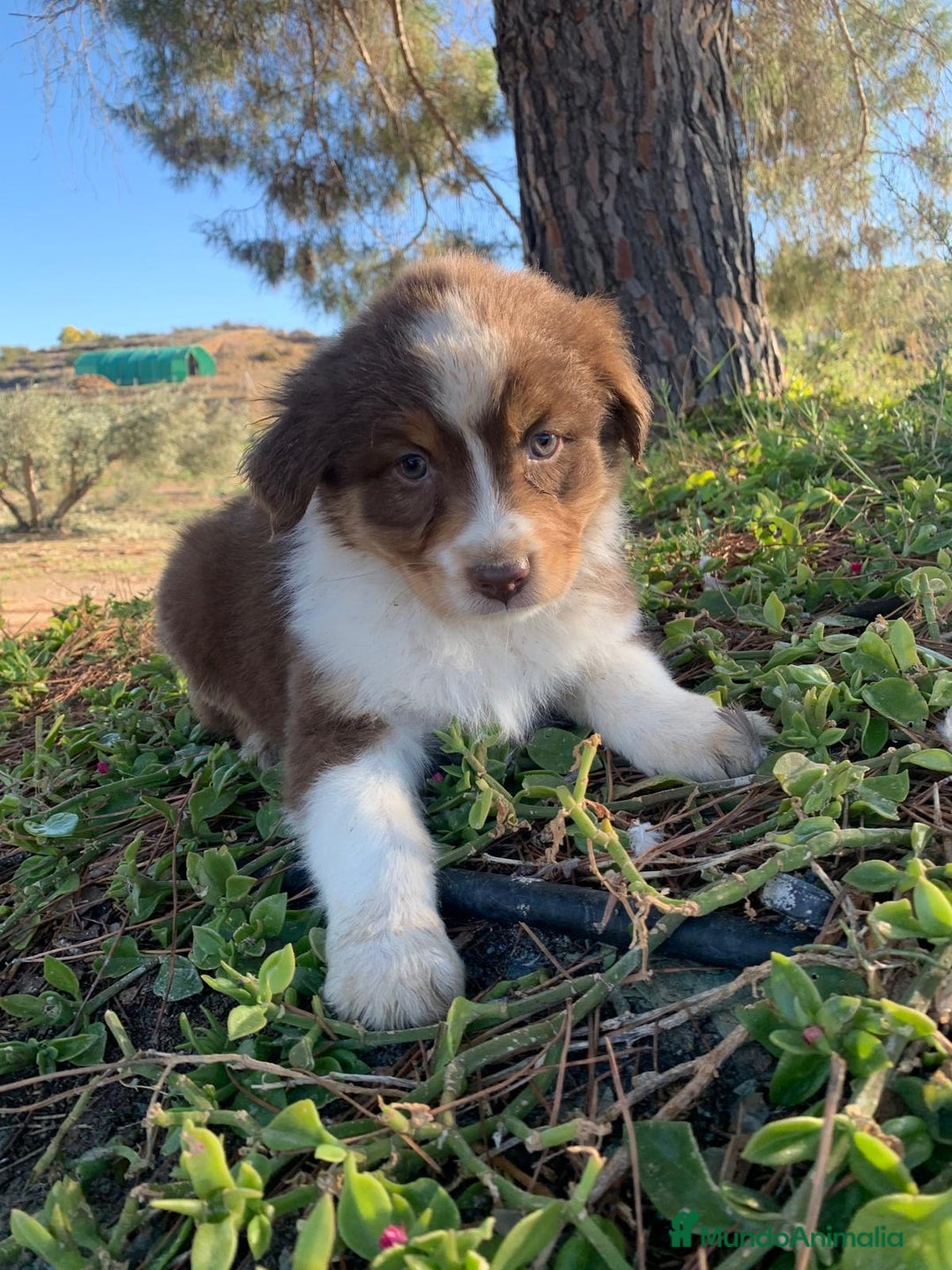 Pastor Australiano perros en venta: Cachorro PASTOR AUSTRALIANO  - Anuncio 10