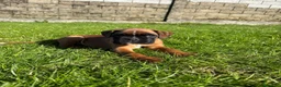 Boxer perros en venta: CACHORRO BOXER PONTEVEDRA - Anuncio 6