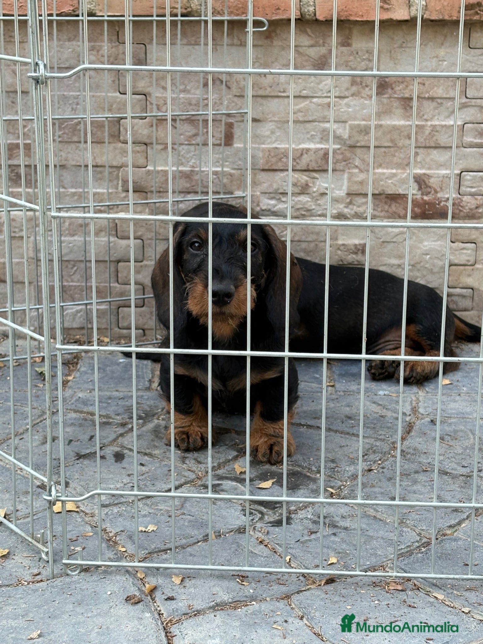 Teckel Miniatura perros en venta: Teckel mini pelo duro  - Anuncio 2