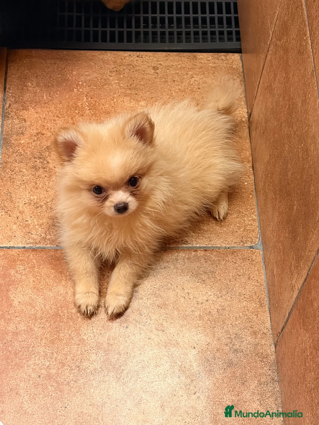 Pomerania perros en venta: Lulù Pomerania  - Anuncio 5