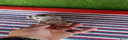 Teckel Miniatura perros en venta: Camadas de teckel kaninchen todos los colores  - Anuncio 5