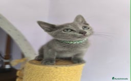Azul Ruso gatos en venta: Ultimo cachorros de azul ruso  - Imagen 3