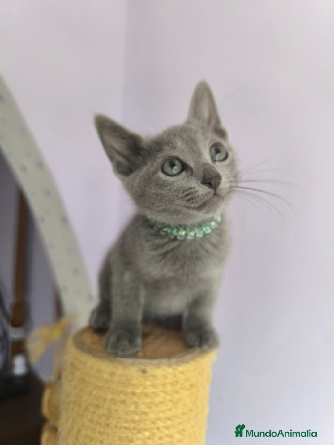 Azul Ruso gatos en venta: Ultimo cachorros de azul ruso  - Imagen 3