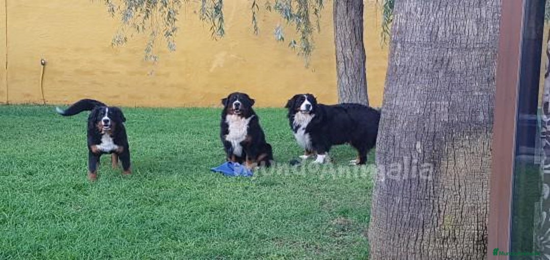 Imagen de galería {{count}}