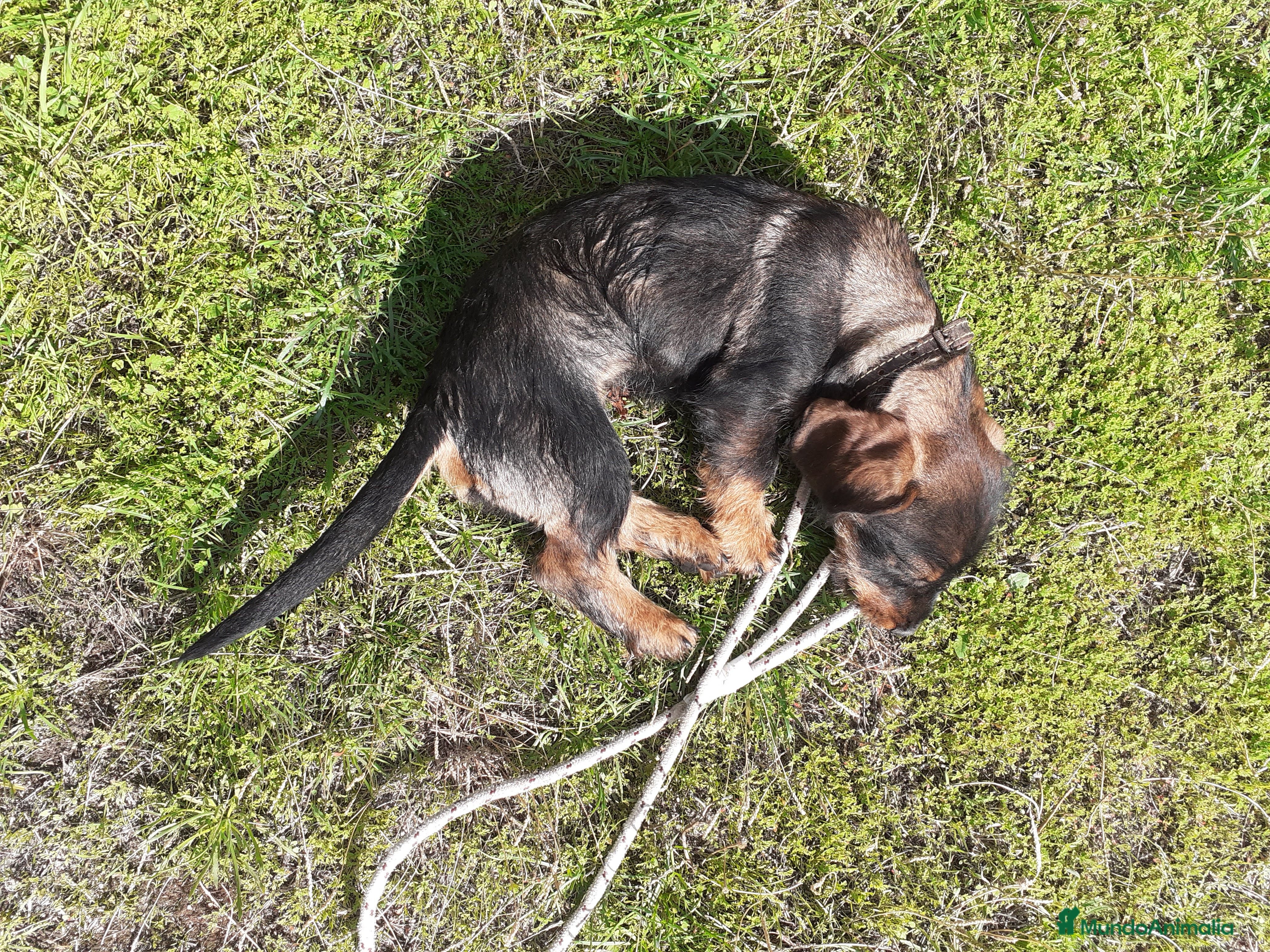 Teckel perros Teckel pelo duro en Salamanca - Anuncio 2