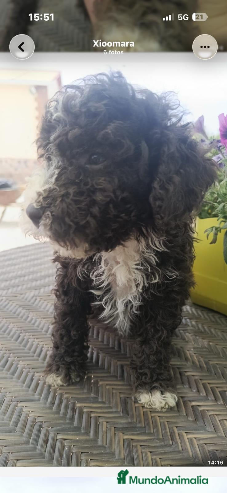 Perro de Agua Español perros Perros de agua disponible  - Anuncio 1