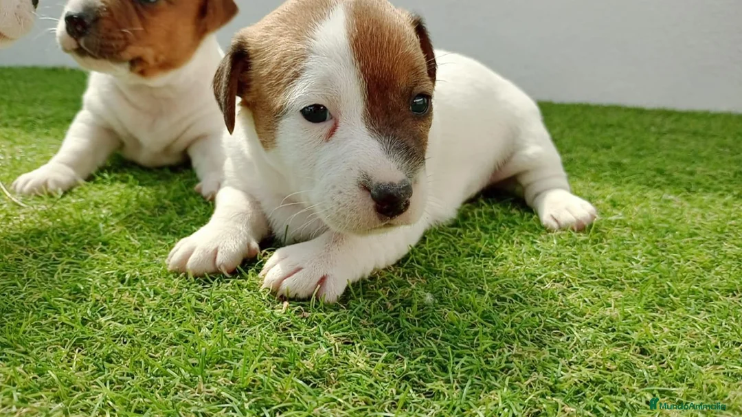 Jack Russell Terrier perros en venta: Jack russel - Anuncio 1