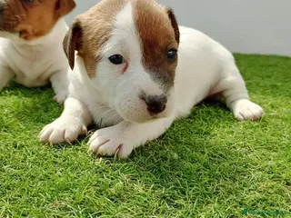 Jack Russell Terrier perros Jack russel - Anuncio 2