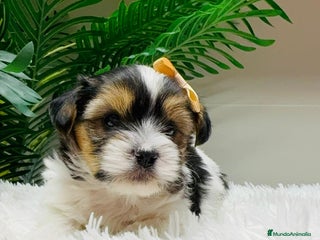 Yorkshire Terrier perros YORKSHIRE BIEWER - Anuncio 1