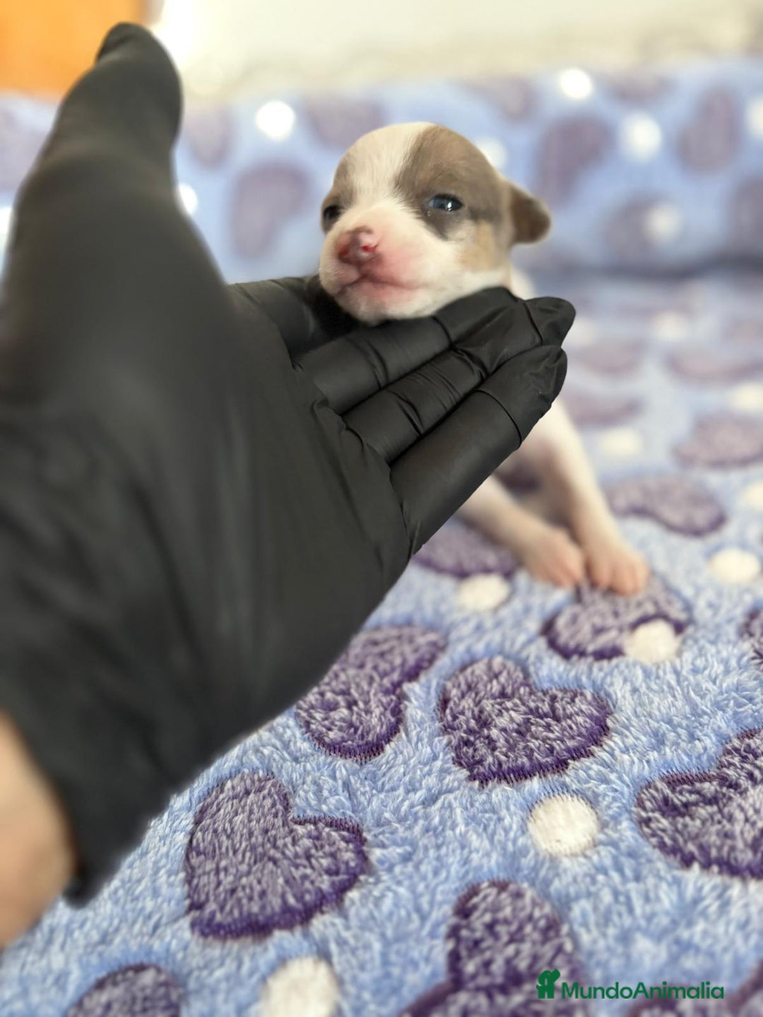 Raza Mixta perros en venta: CHIWHIP - Imagen 10