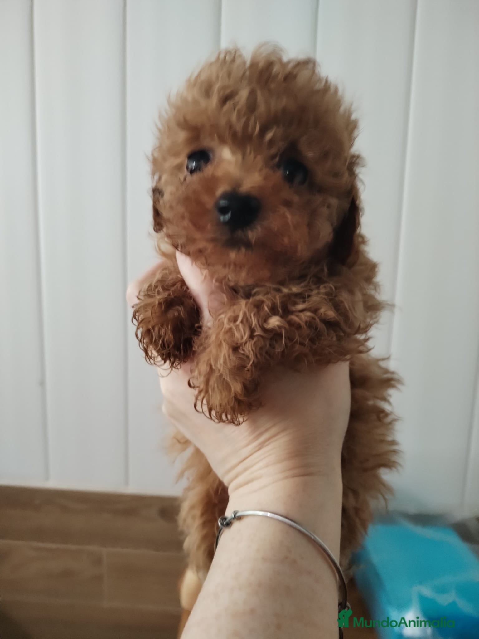 Caniche Mediano perros en venta: Caniche hembra - Anuncio 4