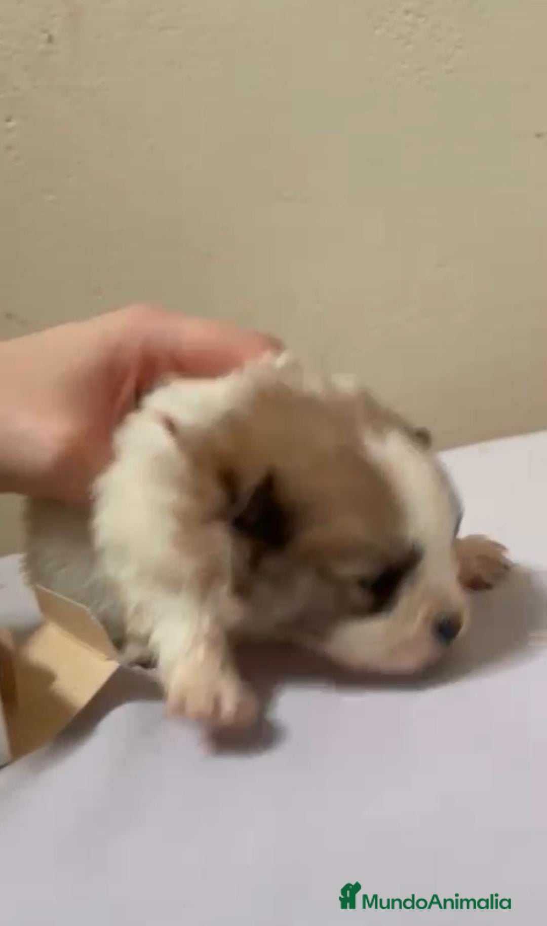 Pomerania perros en venta: Lulu pomerania toy - Anuncio 6