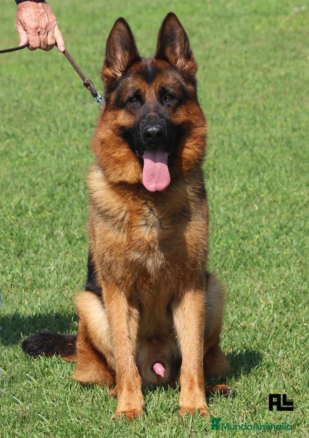 Pastor Alemán perros en venta: Pastor alemán cachorros venta Valencia en Valencia - Anuncio 8