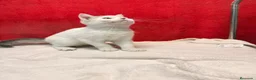 Británico de Pelo Corto gatos en venta: Kiko Gatito arlequín azul monismo!!  - Anuncio 13