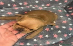 Bulldog Francés perros en venta: Bulldog francés - Imagen 8