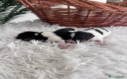 Yorkshire Terrier perros en venta: YORKSHIRE TERRIER BIEWER - Imagen 22