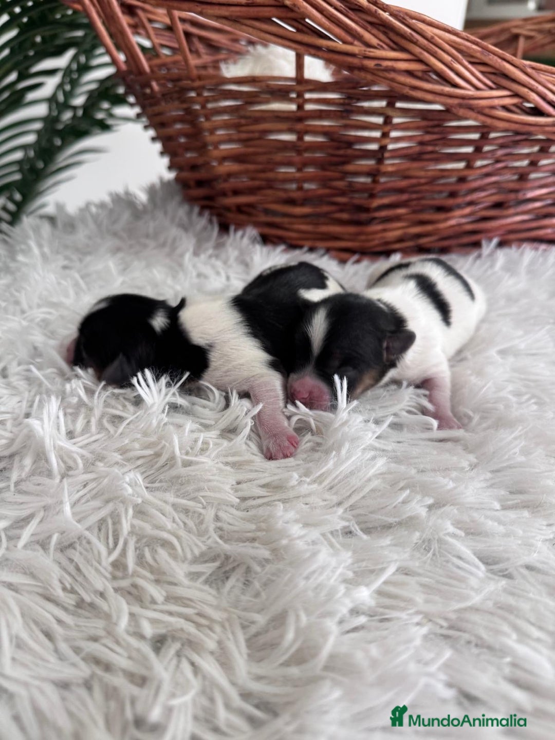 Yorkshire Terrier perros en venta: YORKSHIRE TERRIER BIEWER - Imagen 22