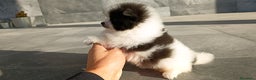 Pomerania perros en venta: Pomerania  - Anuncio 2