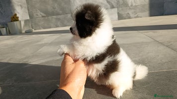 Pomerania perros - Anuncio 2