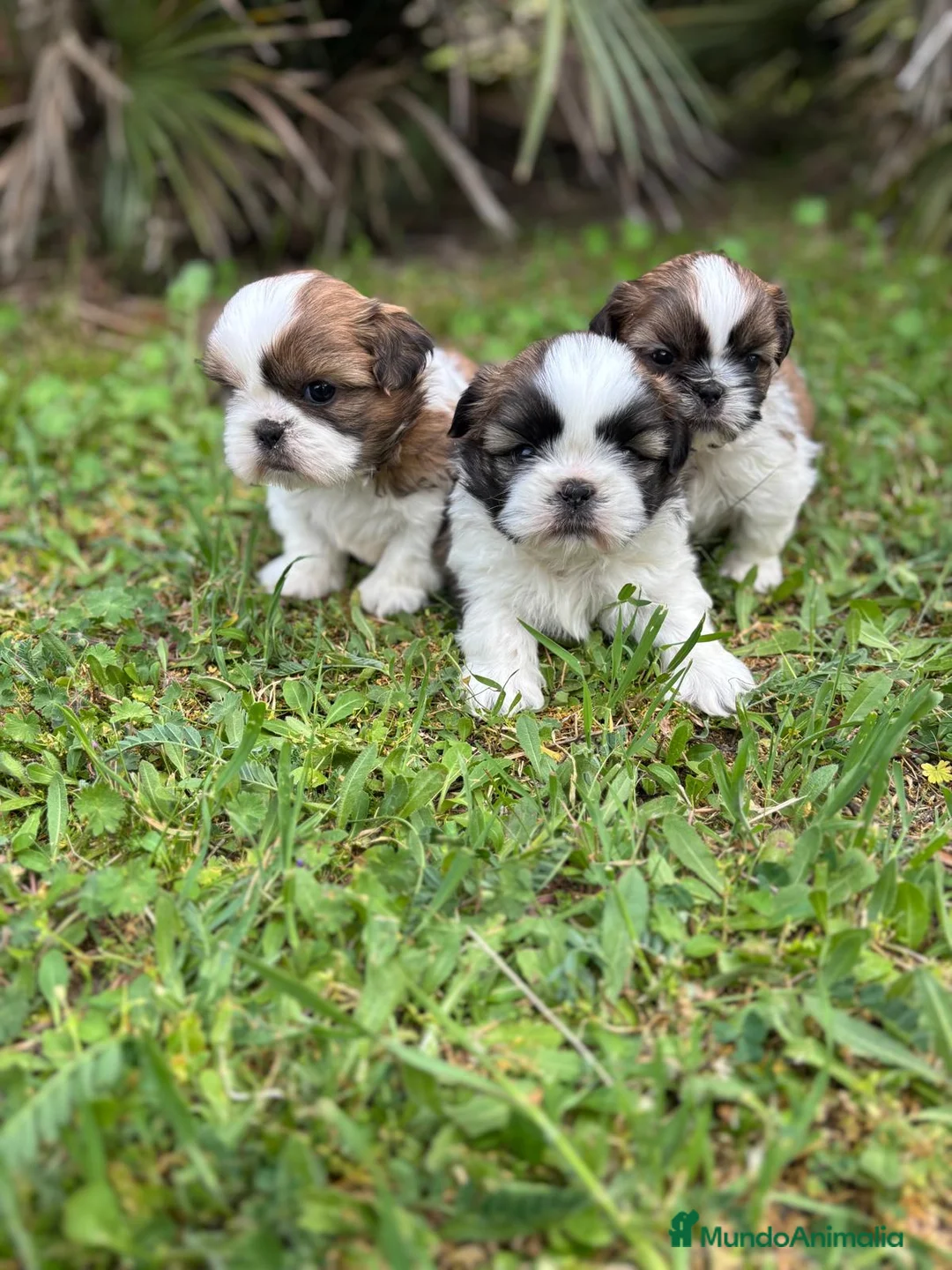 Shih Tzu perros en venta: Shih tzu  - Anuncio 2