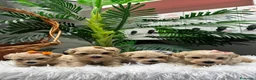 Maltipoo perros en venta: MALTIPOO - Anuncio 9