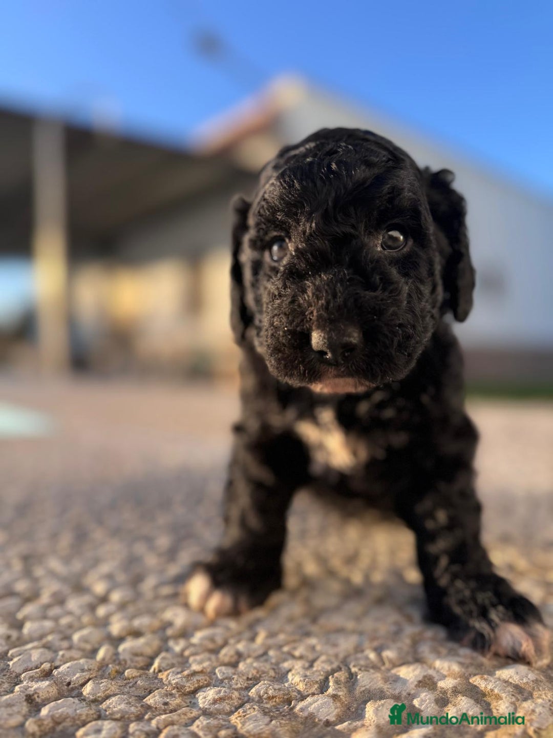 Perro de Agua Español perros en venta: PERRO DE AGUA HEMBRA RABONA - Anuncio 1