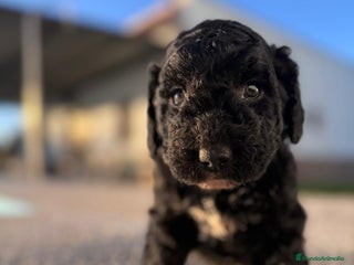 Perro de Agua Español perros PERRO DE AGUA HEMBRA RABONA - Anuncio 1