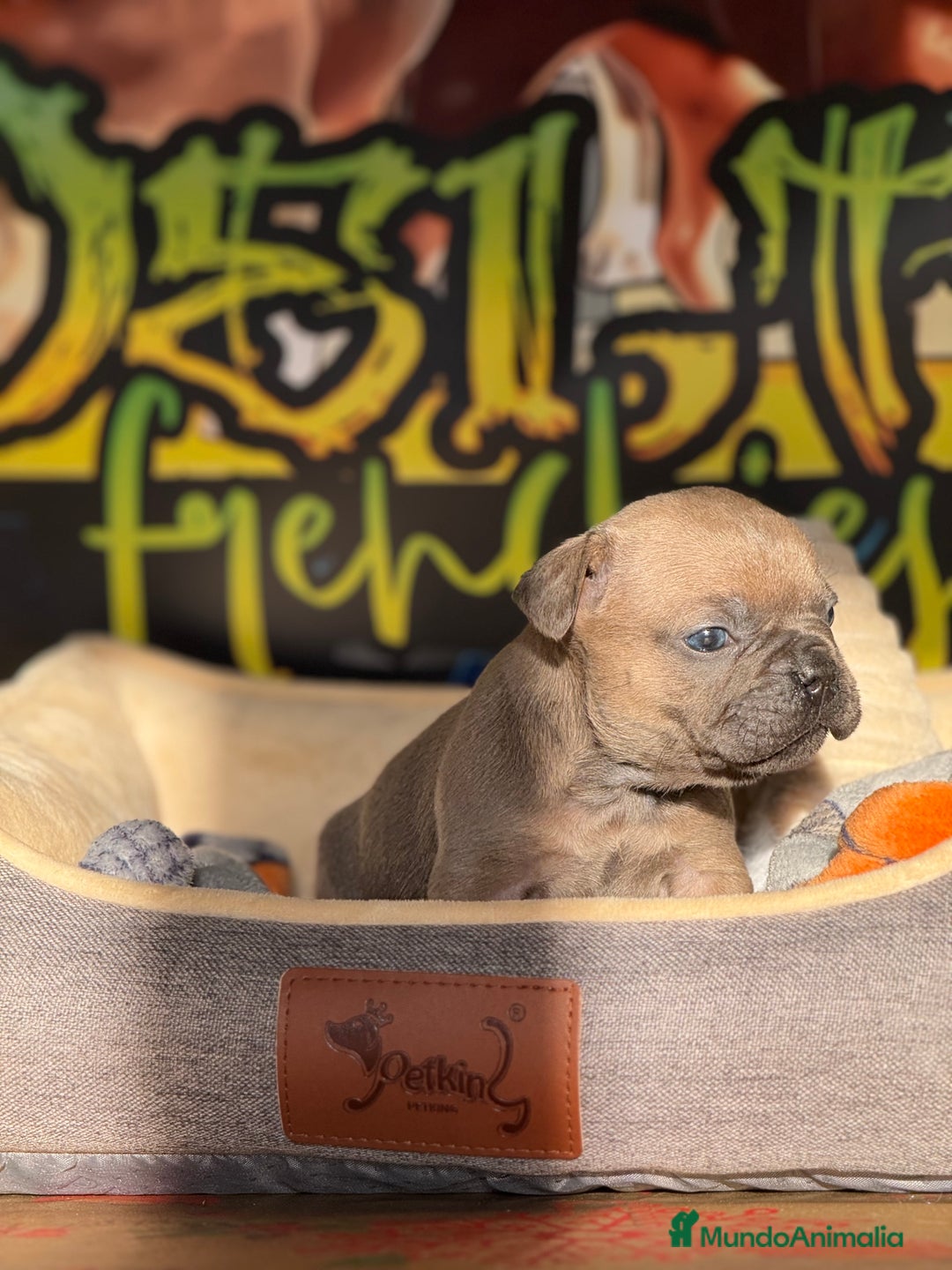 Bulldog Francés perros en venta: Blue Fawn  - Anuncio 7