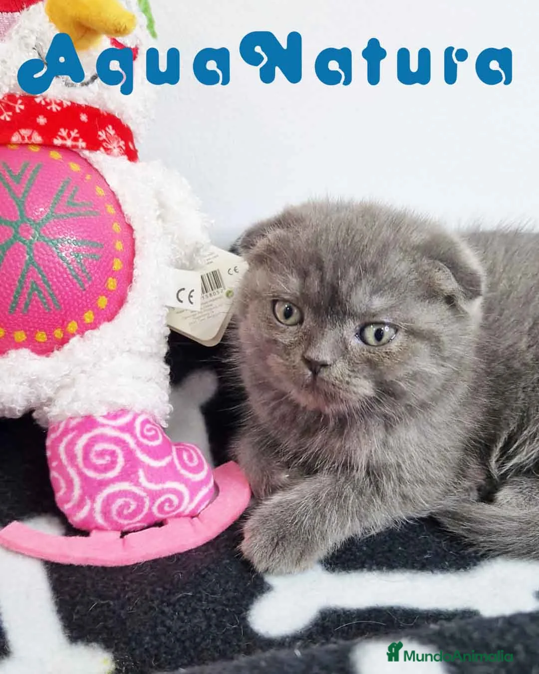 Scottish Fold gatos en venta: Gatitos SCOTTISH FOLD - AQUANATURA en Barcelona - Anuncio 2