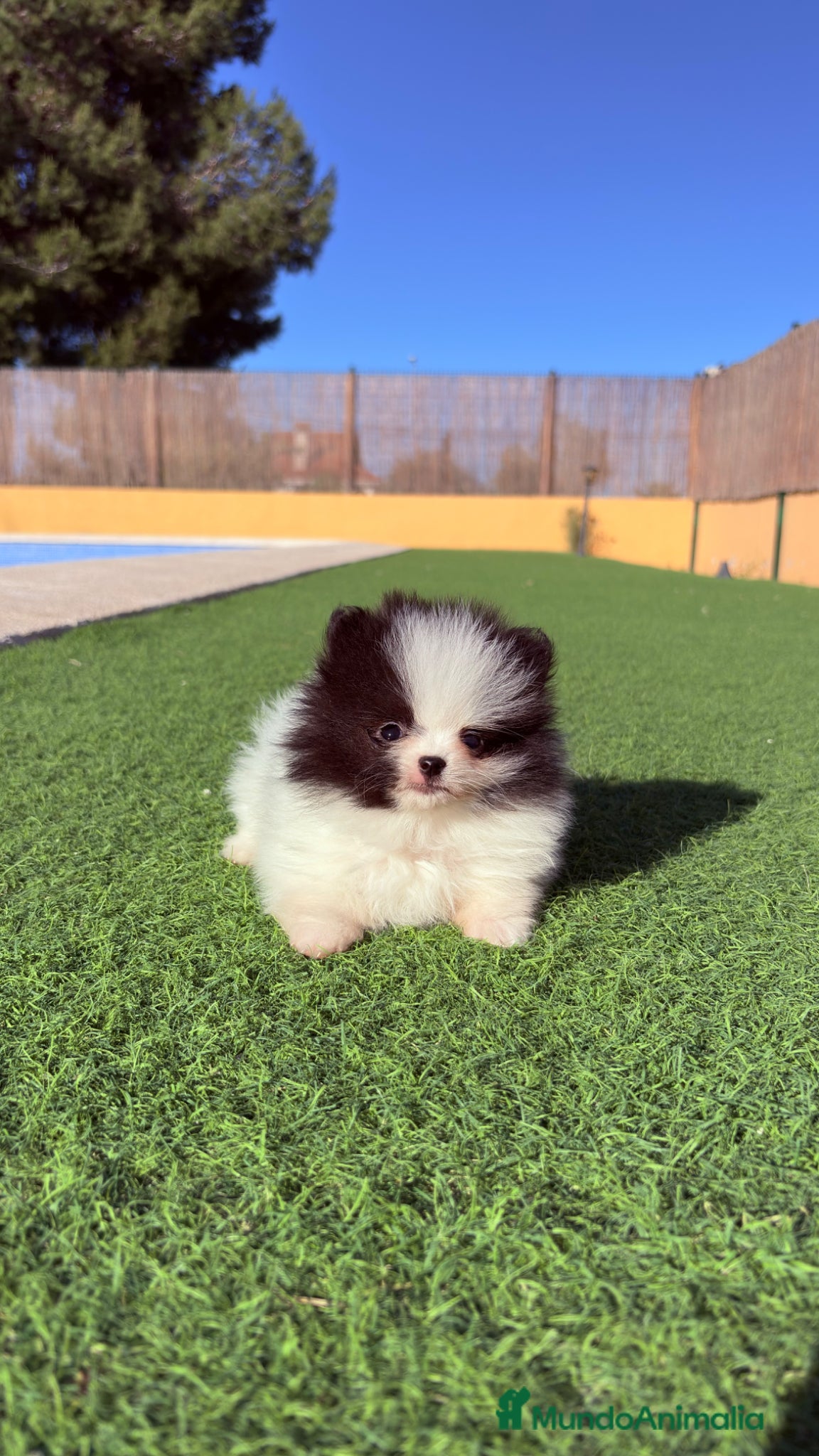Pomerania perros Pomerania Mini - Anuncio 1