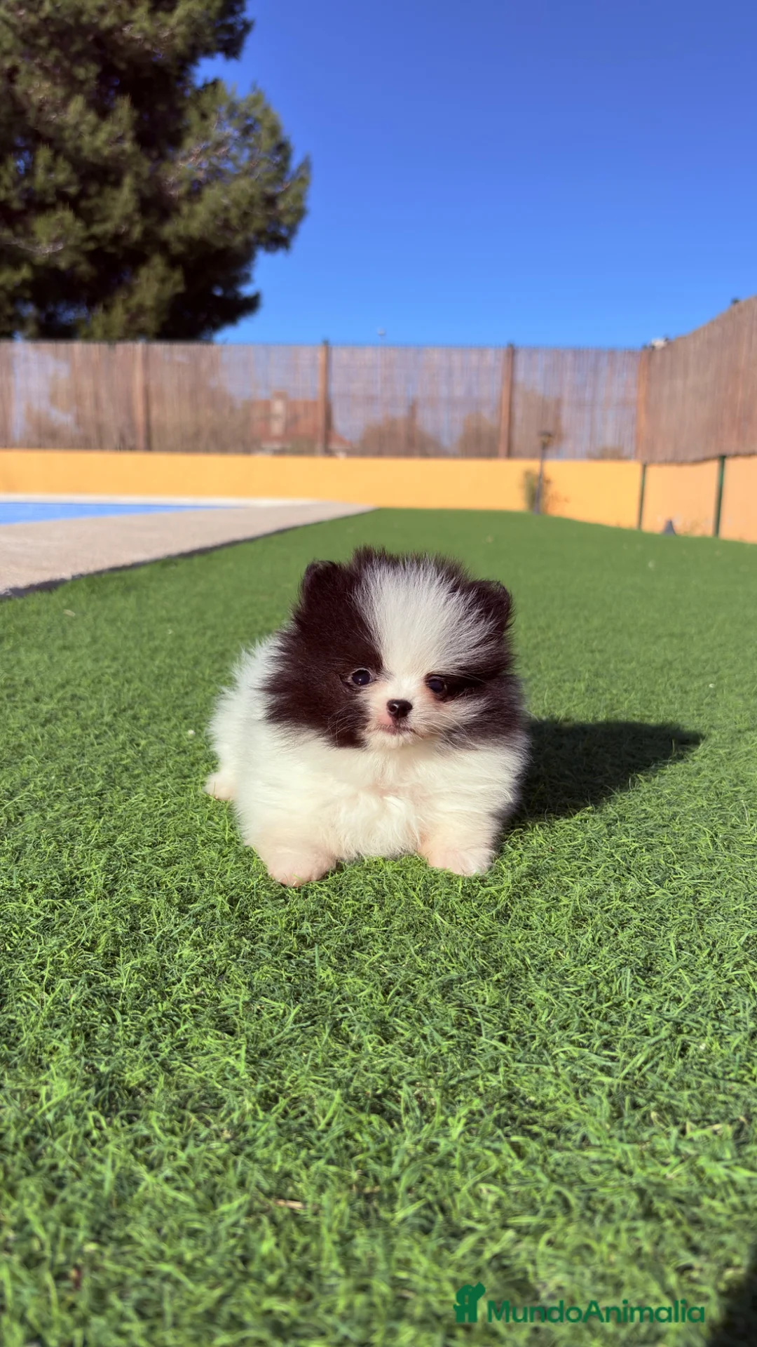 Pomerania perros en venta: Pomerania Mini - Anuncio 1