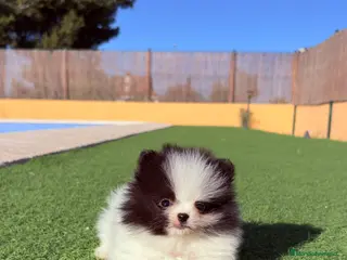 Pomerania perros Pomerania Mini - Anuncio 1