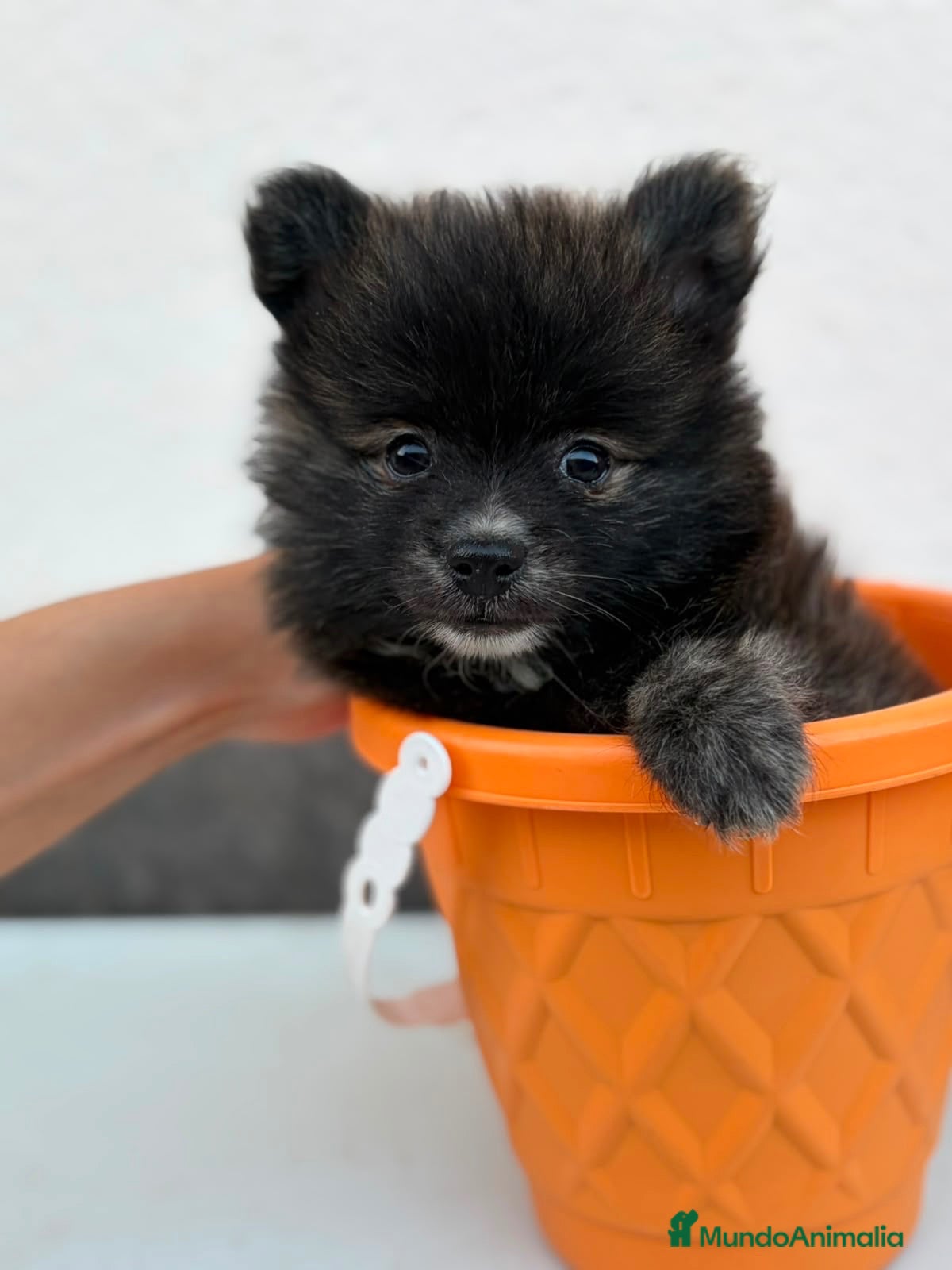Pomerania perros Pomerania macho🐾 - Anuncio 2