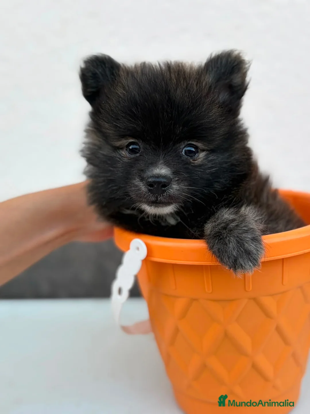Pomerania perros en venta: Pomerania macho🐾 - Anuncio 1