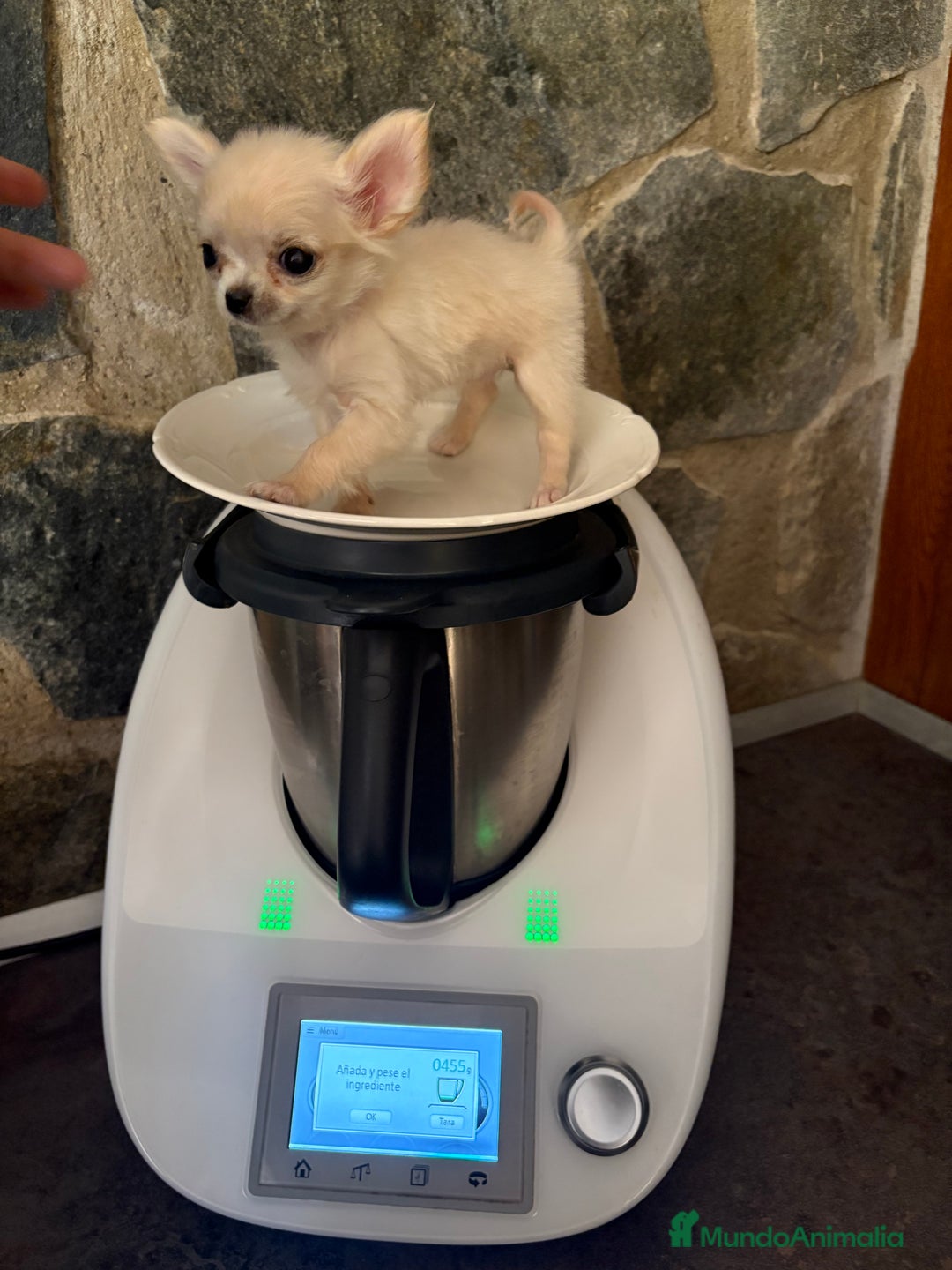 Chihuahua perros en venta: Chihuahua Micro Toy Hembra  - Imagen 6
