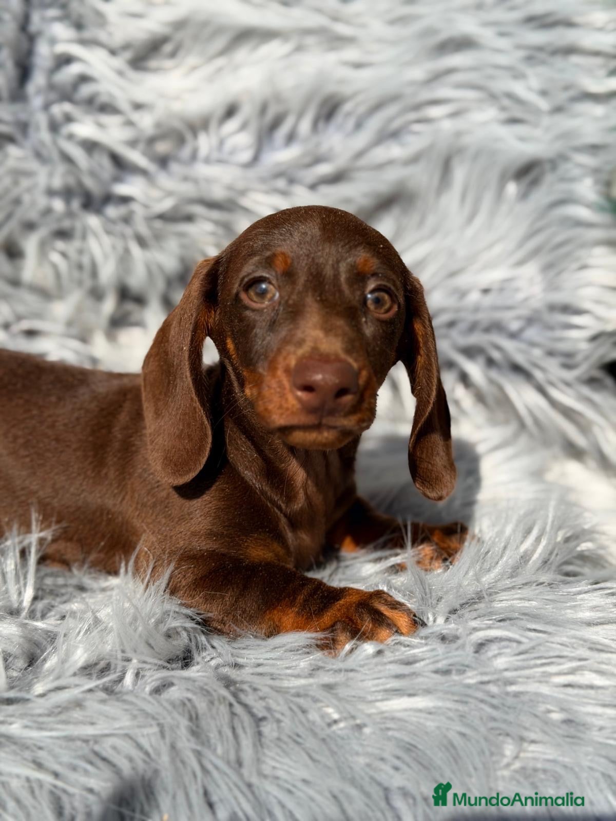 Teckel Miniatura perros Teckel chocolate - Anuncio 5