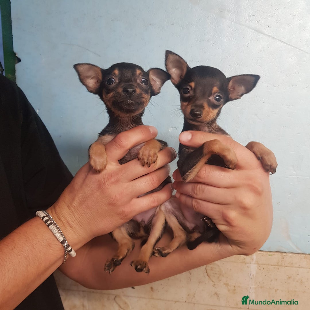Ratón de Praga perros en venta: Roton de Praga  - Anuncio 5