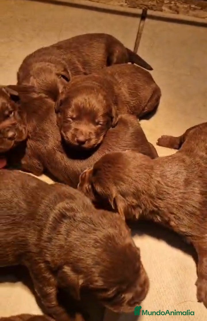 Golden Retriever perros Golden retriever color chocolate  - Anuncio 16