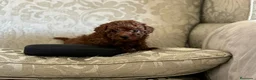 Caniche Toy perros en venta: caniche toy en Madrid - Anuncio 4