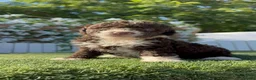 Perro de Agua Español perros en venta: PERRO DE AGUA ESPAÑOL HEMBRA - Anuncio 7